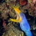 eel_ribbon_kbraerpr3_v_0075_sul3059.jpg
